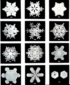 Snowflakes courtesy of NOAA