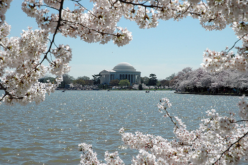 New Date! Cherry Blossom Walk with Healthy Living @ Himmelfarb