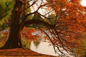 autumn-colors